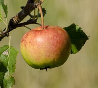 Rubinola æble på træet